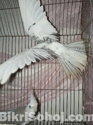 2 male cockatiel